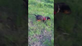 Bart The Jagdterriers 2Nd Ever Rabbit Drag