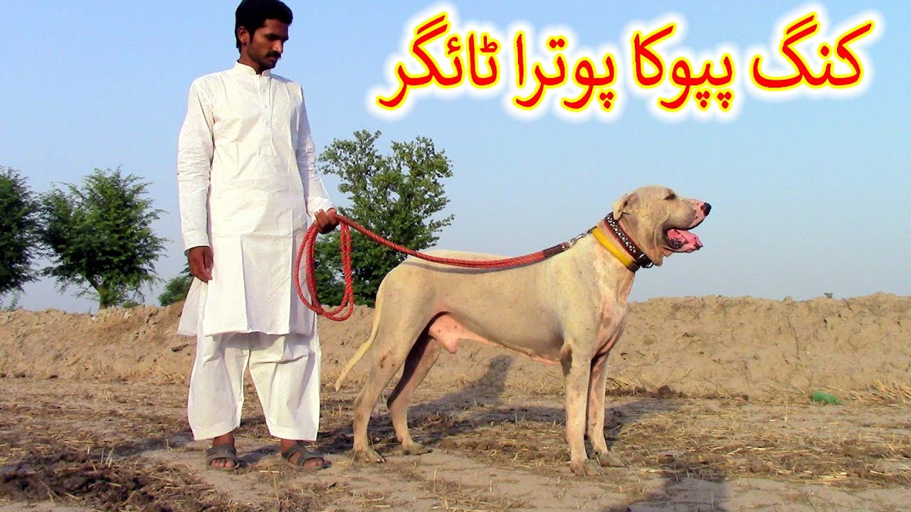 Top Class Bully Kutta Famely Best Breed  of Bully Kutta