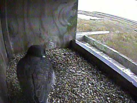 peregrine falcon MNSA Peregrine-Cam: 1/26/12