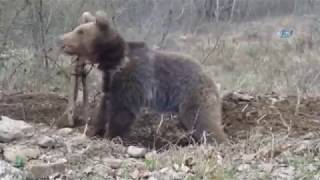 Ceset Yiyen Ayı, Kastamonu’da Yeniden Ortaya Çıktı