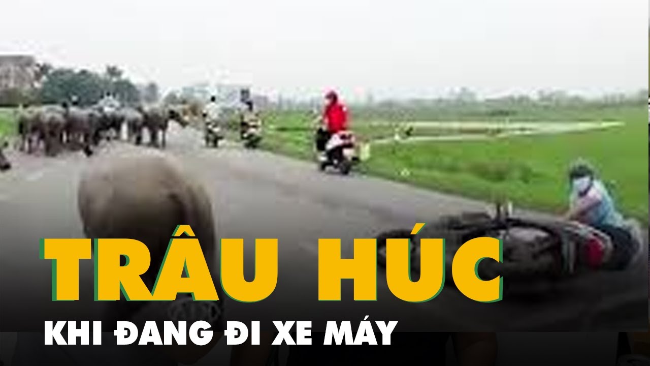 Trâu húc xe máy ngã văng trên đường ở Bắc Ninh - youtube