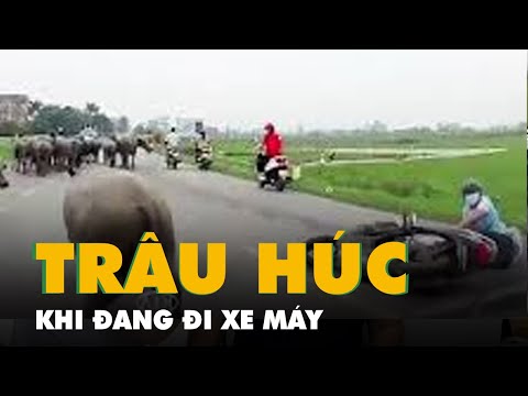 Video Trâu húc xe máy ngã văng trên đường ở Bắc Ninh - youtube