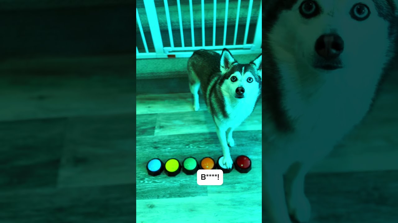 Sapphie The Pomsky Kicks Daddy Out Of Club Part 2