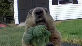 Groundhog Eating Broccoli...