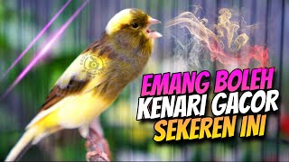 PANCINGAN KENARI GACOR CUIT CUIT NGEROL - MASTERAN KENARI PAUD BIAR CEPET BUNYI