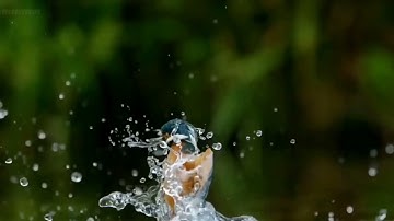 حالات واتس اب قرآن#تلاوه من سورة الذاريات#القارئ احمد العجمي