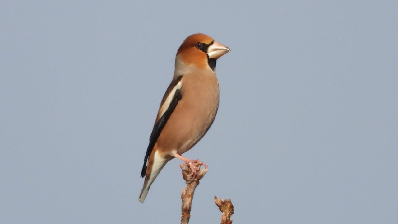 FROSONE (Coccothraustes coccothraustes) in canto  -  HAWFINCH singing