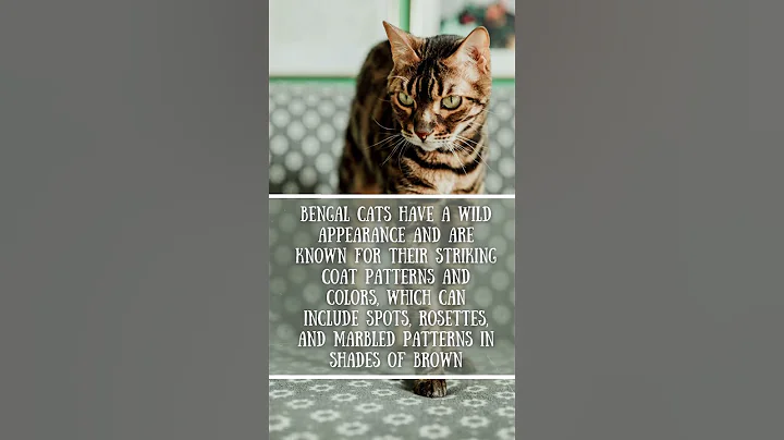 Video 4710121: bengalcat bengals cats, bengal cat breed, bengal cat facts, amazing bengal cat, bengalcat usa, house cat wild