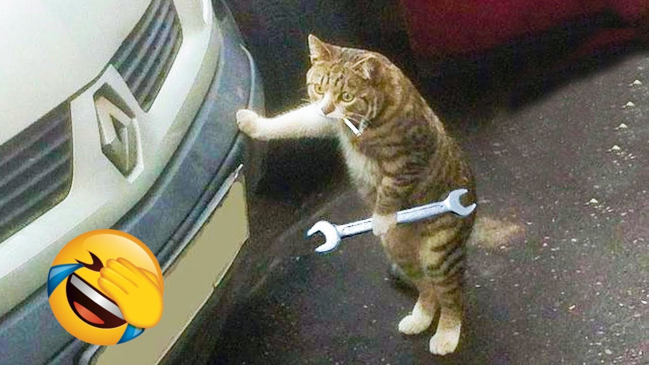 Essayer De Ne Pas Rire Animaux - Vidéos De Chats Drôles À Mourir De Rire #113