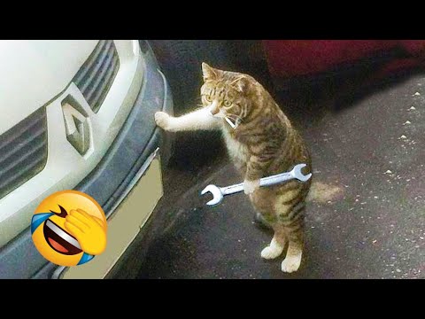 Funniest Animals Video - Best Cats Videos Compilation #113