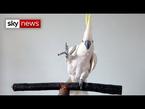 this-cockatoo-sure-can-dance