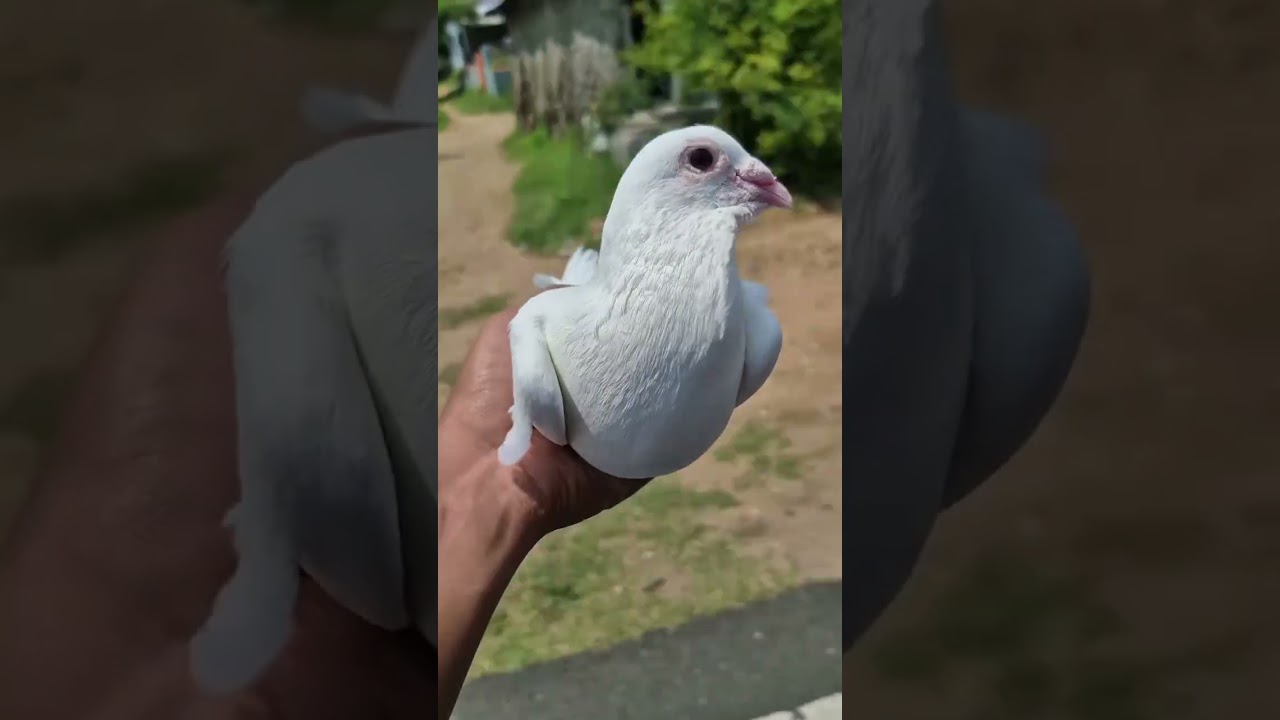 Watching the White Homer  against the backdrop of the hills 
