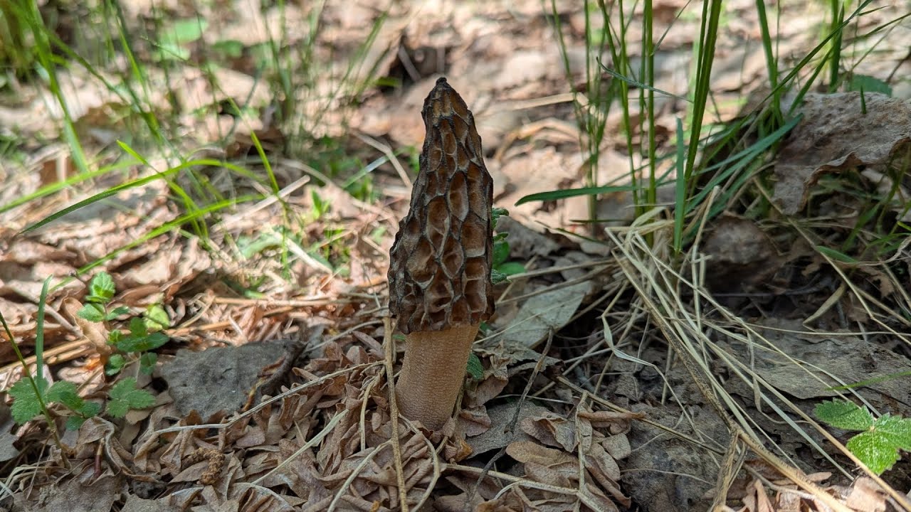 Сморчок высокий (Morchella elata). Как выглядит гриб на месте произрастания.