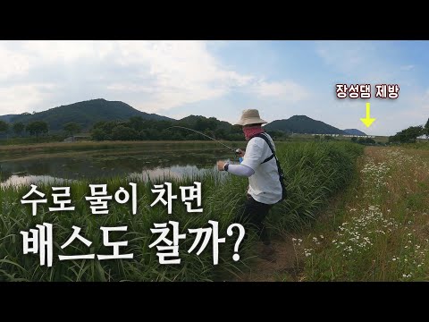 댐 수위가 낮아지면 수로가 올라가고 배스가 들어온다? 진짜 그런가_[배스PD수첩_08 황룡강]
