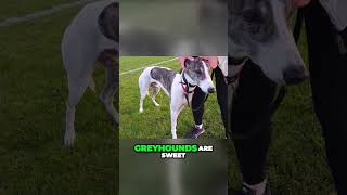 Are Greyhounds Gentle? #dog #adoptagreyhound #greyhound #greyhounds