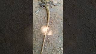 lizards #animals #nature #youtubeshorts