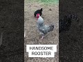 Handsome barred rock rooster crowing  raising backyard chickens