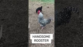 Handsome Barred Rock Rooster Crowing - Raising Backyard Chickens