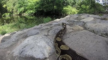 Gopro on snake