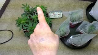 Tga's Locomotion: SpectrumKing grow: week 2 flower