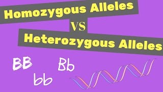 Homozygous vs Heterozygous Alleles | Punnet Square Tips screenshot 5