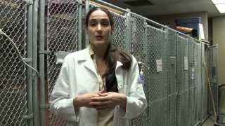 UGA College of Veterinary Medicine Wildlife Treatment Crew