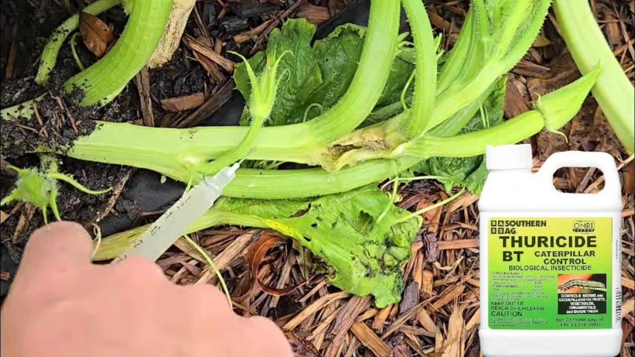 Injecting Plants with BT to STOP the Squash Vine Borer - YouTube