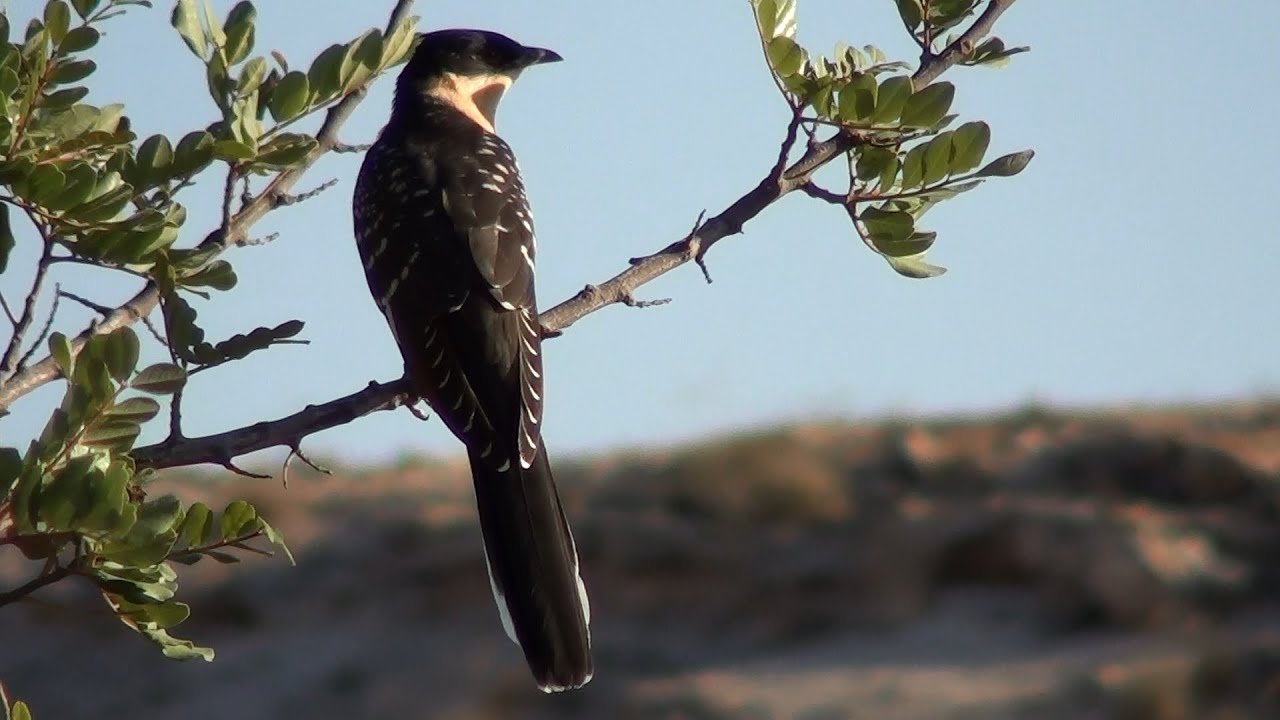 Críalo europeo (Clamator glandarius) Great Spotted Cuckoo 