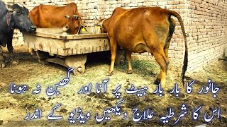Disturbed Heat Cycle & Repeat Breeder Treatment in Cattle