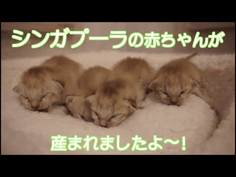 【シンガプーラ 子猫】シンガプーラの4つ仔ちゃんが産まれました!