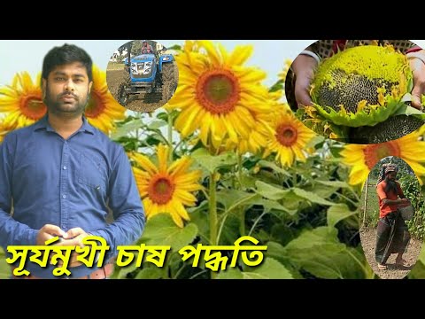 Video: Yuav Ua Li Cas Ntxuav Cov Roj Sunflower