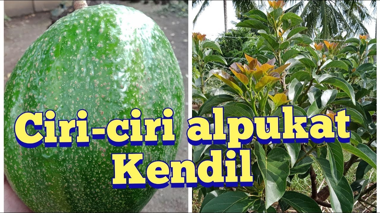 Bagaimana ciri-ciri alpukat kendil - Alpukat markus alpukat hawai - Alpukat berbuah besar