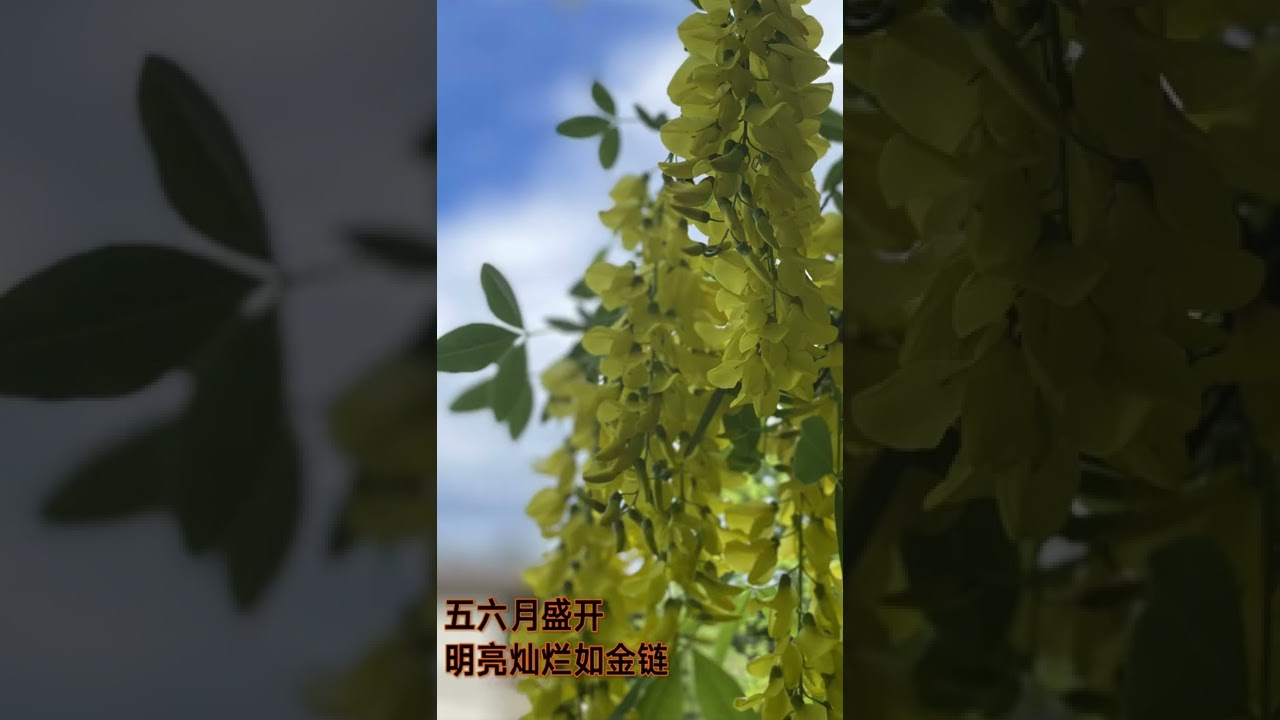 Golden Chain Tree 金链花树