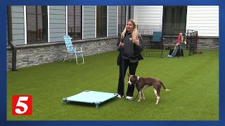 Middle Tennessee shelters urge pet owners to utilize free training program to reduce pet surrenders