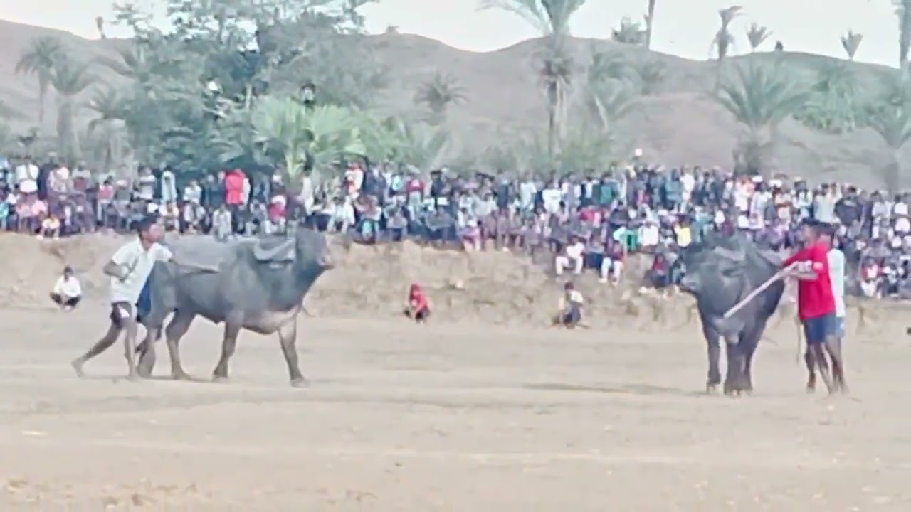 Kowatar ropok babudhan murmu khijhurdanga vs milas soren ligra cokh at baramsiya 