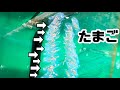 肉食生物が水槽で卵を産んでしまった。