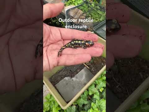 Outdoor UK reptile enclosure