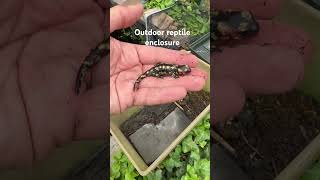 Outdoor UK reptile enclosure