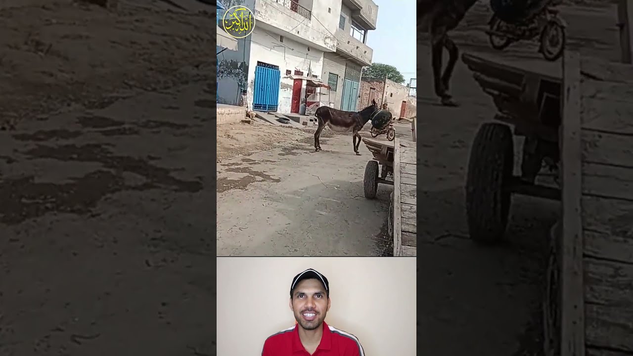 Donkey Head Stuck Shorts