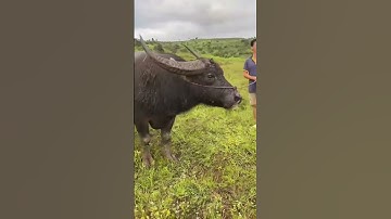 trâu cà cổ cong #contrau