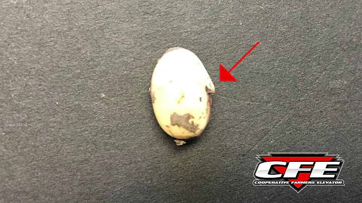 April Bean Plot