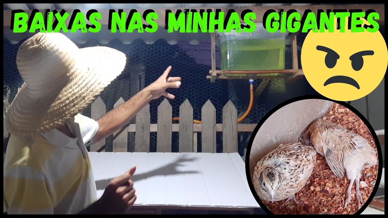 Tive Baixas CODORNAS gigantes + Aplicação de VITAGOLD @TILAPIAMinhaVida  #sustentabilidade