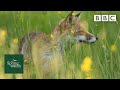 Our spring wildlife webcams live! 🐤🦊🐿 - Thu 11 June Late - Springwatch - BBC