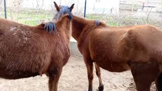 Semental Corindón caballos. Encuentro de primavera con yeguas Cavalos horses