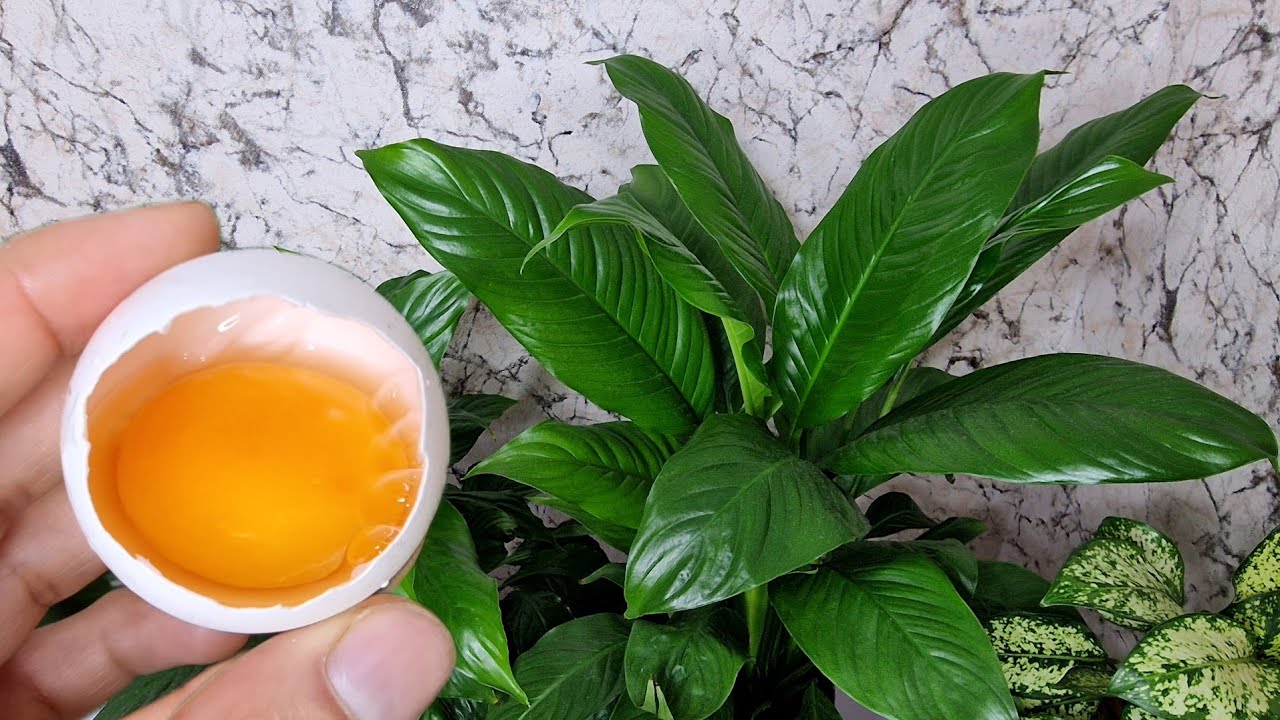 ŞOK OLAÇAKSINIZ😉Bir Bardak VERDİM Çiçekler SAKSIYA SIĞMADI✅️ Coştukça COŞTULAR