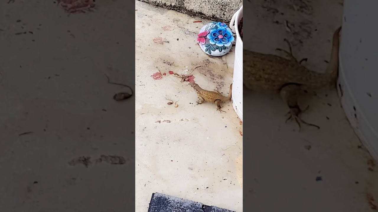 Curly Tail Lizard eats whole bunch of maggots!! YouTube