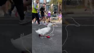 Running Duck 2 (outline trend tiktok)