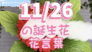 11/26の誕生花と花言葉【園芸のぶチャンネル】【11月】【26日