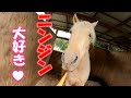 馬がボリボリとニンジンを食べる。