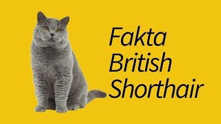 10 Fakta Unik British Shorthair—WAJIB tahu!